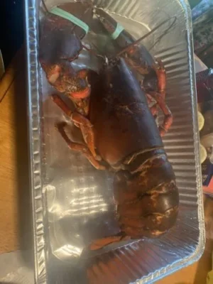[Super Jumbo 4kg+] Wild-Caught Live Lobster photo review